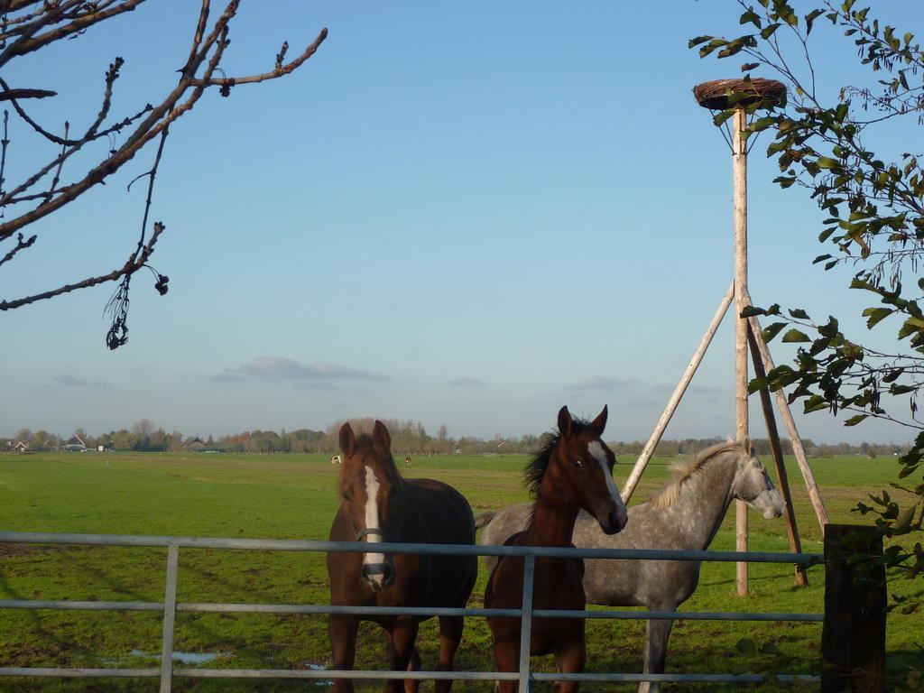Goudriaan Boerderij "De Verwondering" المظهر الخارجي الصورة