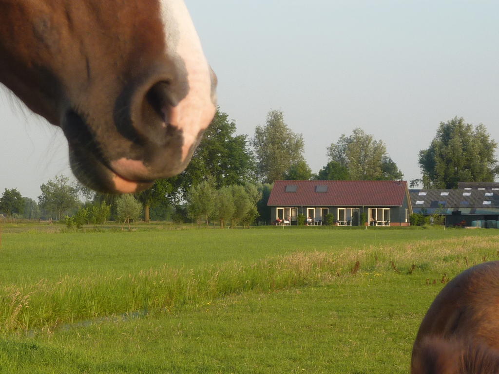 Goudriaan Boerderij "De Verwondering" المظهر الخارجي الصورة